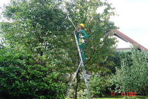 Obrezovanje drevja do višine 3 metrov